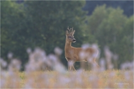 <p>SRNEC OBECNÝ (Capreolus capreolus) Šluknovsko - Jiříkov --- /European roe deer - Reh/</p>